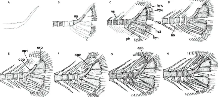 Fig. 2. Development of the caudal skeleton in Lateolabrax maculatus. A, 9.1 mm TL; B, 12.2 mm TL; C, 12.6 mm TL; D, 14.1  mm TL; E, 14.9 mm TL; F, 21.7 mm TL; G, 24.8 mm TL; H, 32.0 mm TL