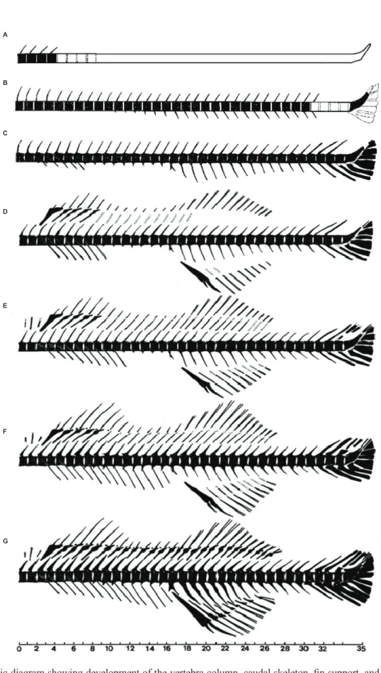 Fig. 3. Schematic diagram showing development of the vertebra column, caudal skeleton, fin support, and spinous and soft  fin in Lateolabrax maculatus