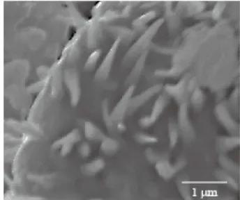 Fig. 2. XRD pattern of the product prepared through thermal oxidation of TiO powder at 1000 o C for 3 h in an oxygen atmosphere.