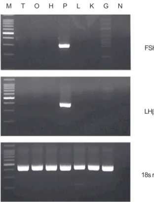 Fig. 4. The tissue specificity of blacktip grouper Epinephelus  fasciatus FSHβ and LHβ mRNA expression analyzed by  RT-PCR