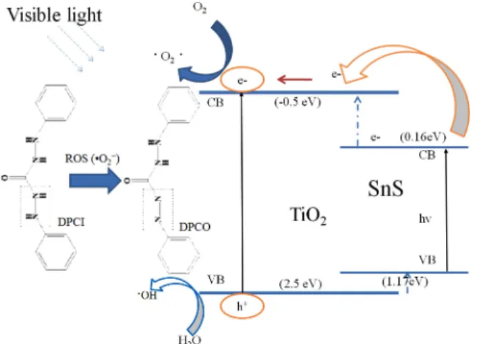 Fig. 8. Schematic diagram of the catalyst growth machanism, separation of photogenerated electrons and holes on the SnS-TiO 2 interface.