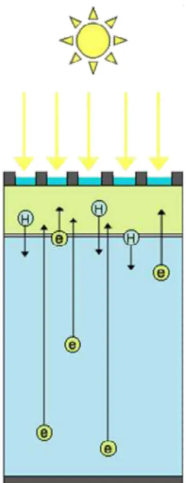 Fig. 4. Description of minority carriers: holes in the n-type emitter and electrons in the p-type base