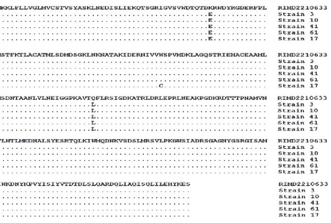 Fig. 2에 나타낸 바와 같이 ampicillin에 대한 MIC가 각각 다 른  해수분리  장염비브리오  5개  균주의 VPA0477  유전자는  RIMD2210633 균주의 VPA0477와 동일하게 283개의 아미노 산으로 이루어져 있으며, 감수성 균주를 제외한 4개 균주의 아 미노산 서열은 동일하였다