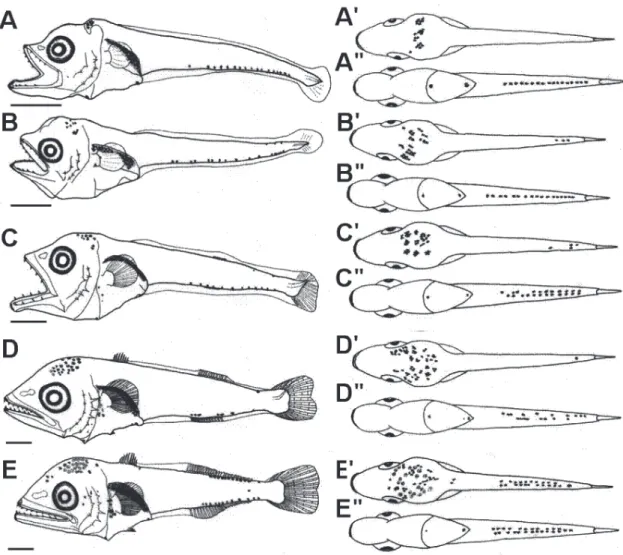 Fig. 1. Larval development of  Auxis rochei , East Sea of Korea. A-B: preflexion larvae, 4.5 mm NL (A), dorsal view (A'), ventral  view (A"); 4.8 mm NL (B), dorsal view (B'), ventral view (B"); C: flexion larvae, 6.2 mm NL (C), dorsal view (C'), ve