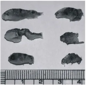 Fig.  1.  Photograph  of  fry  puffer  T.  obscurus  to  be  cannibalized. 기 위한 대처 방안은 제시되지 못하고 있다