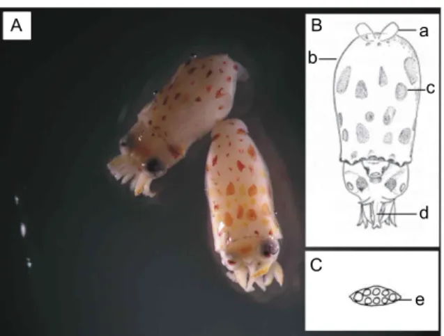 Fig.  3.  Vertical  distribution  of  common  squid  larvae.  Bars  indicate  ranges  of  the  number  of  individuals  caught  at  each  depth  interval.
