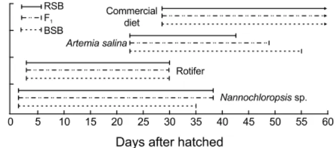 Fig.  1.  Feeding  protocol  during  RSB,  F 1   and  BSB  rearing.