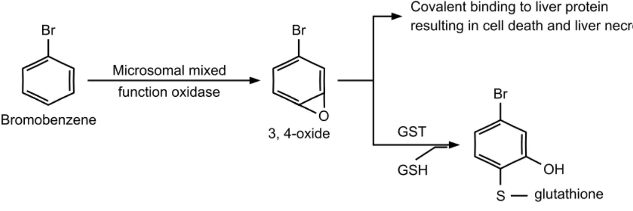 Fig.  1.  The  pathway  of  bromobenzene  metabolism  (Oh,  2003).