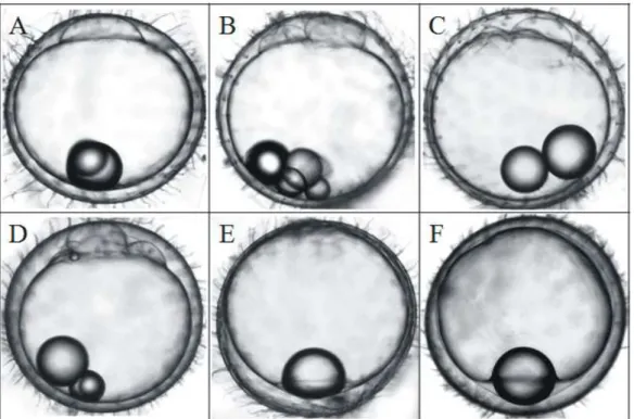 Fig.  2.  Egg  development  of  Oryzias  dancena  and  ODJ  (O.  dancena  x  O.  javanicus),  OD  x  ODJ  (water  temperature:  25 