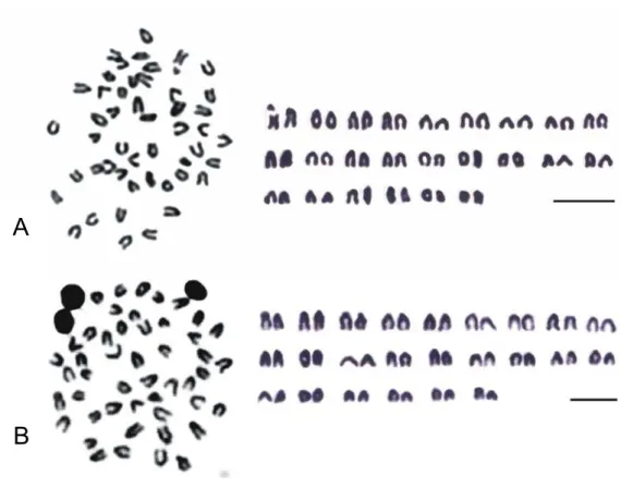 Fig.  5.  Metaphase  and  idiogram  of  Oryzias  dancena  (A)  and  O.  javanicus  (B)