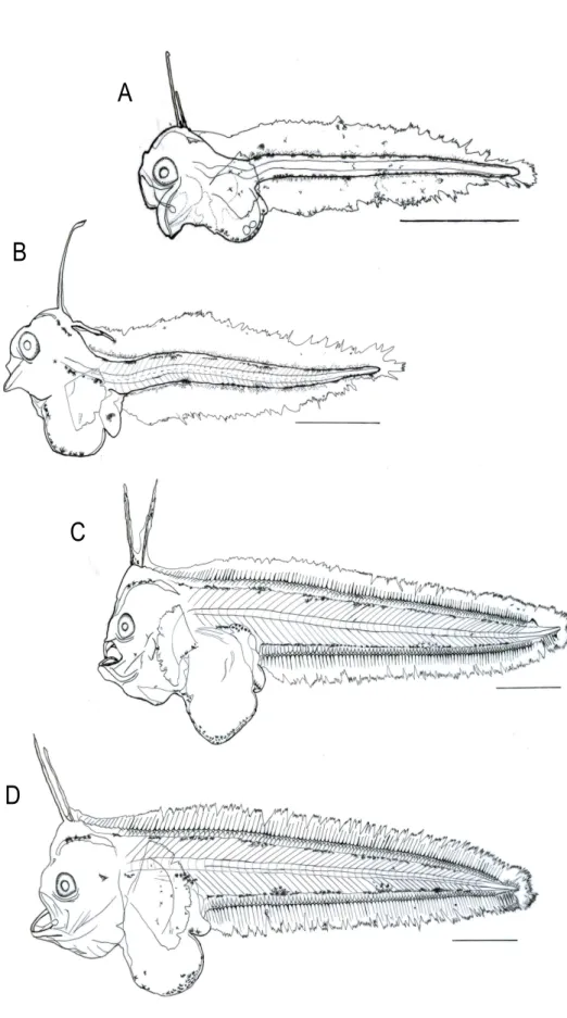 Fig.  1.  Morphological  development  of  Cynoglossus  joyneri.  A:  3.2  mm  NL;  B:  4.4  mm  NL;  C:  7.0  mm  NL;  D:  7.3  mm  NL