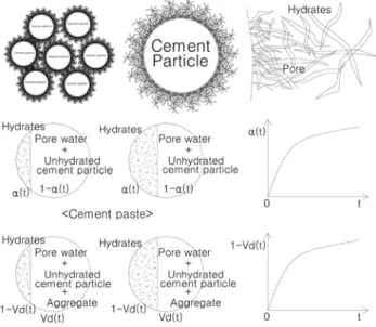 Fig. 2 Hydration and autogenous shrinkage process of cement paste
