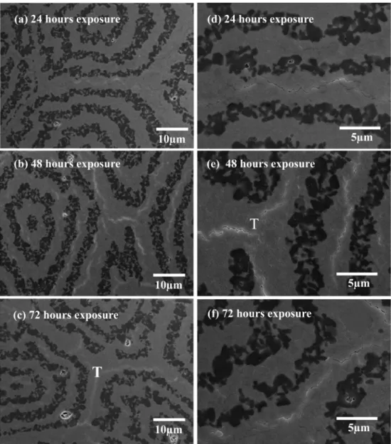 Fig. 2. Edge cracking on boundary t-ZrO 2  layer viewed from cross section after exposing at 1450 o C for different duration