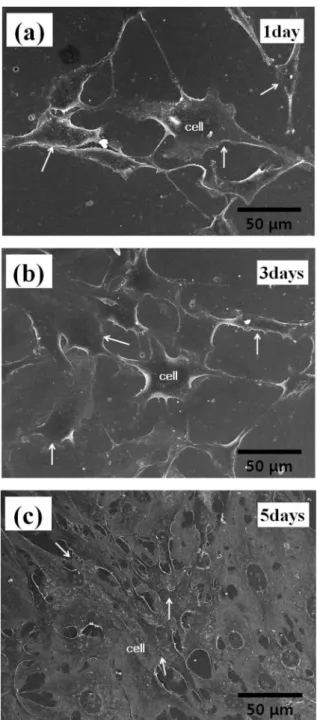 Fig. 5. (a) FE-SEM micrograph and (b) XRD pattern of bovine bone derived-HA ceramics after sintering at 1200 o C for 1 h.