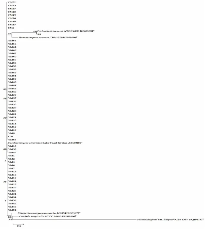 Fig. 1. Phylogenetic tree of yeast strains isolated from non-sterilized Makgeolli and Nuruk collected in Korea based on the nucleotide sequences of 26S ribosomal DNA.