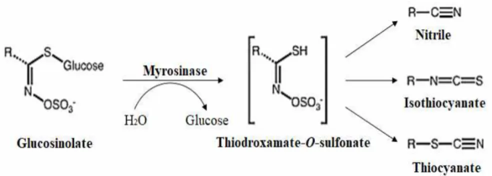 Fig. 1. Enzyme-catalyzed hydrolysis of GSL and their structural formula.