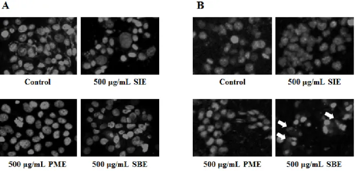 Fig. 5. Nuclear fragmentation in (A) PC-3 and (B) LNCaP human prostate cancer cells after treatment of extracts.