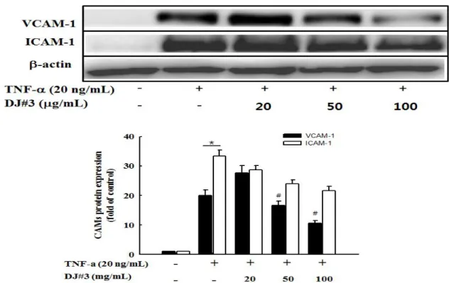 Fig. 6. Effects of DJ#3 on VCAM-1 and ICAM-1 protein expression in tumor necrosis factor (TNF)-α-stimulated human umbilical vascular endothelial cells (HUVECs).