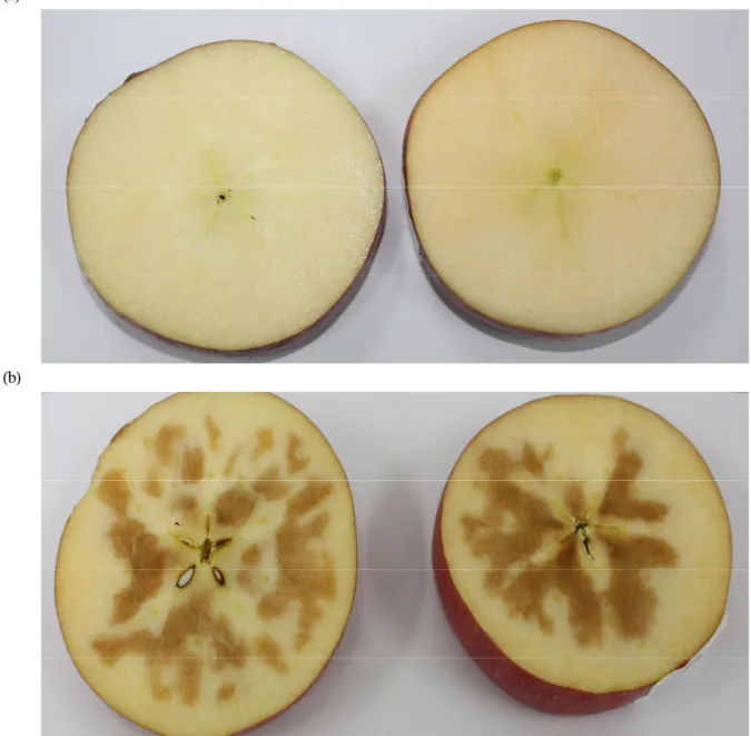 Fig. 3. Normal shape (a) and shape after internal browning (b) of early season Fuji apples stored under different CA conditions.