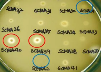 Fig. 2. Clear zone of colonies in the GYEC medium with 20%