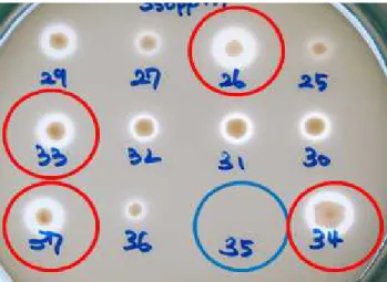 Fig. 3. Clear zone of colonies in the GYEC medium with 350 ppm potassium metabisulfite