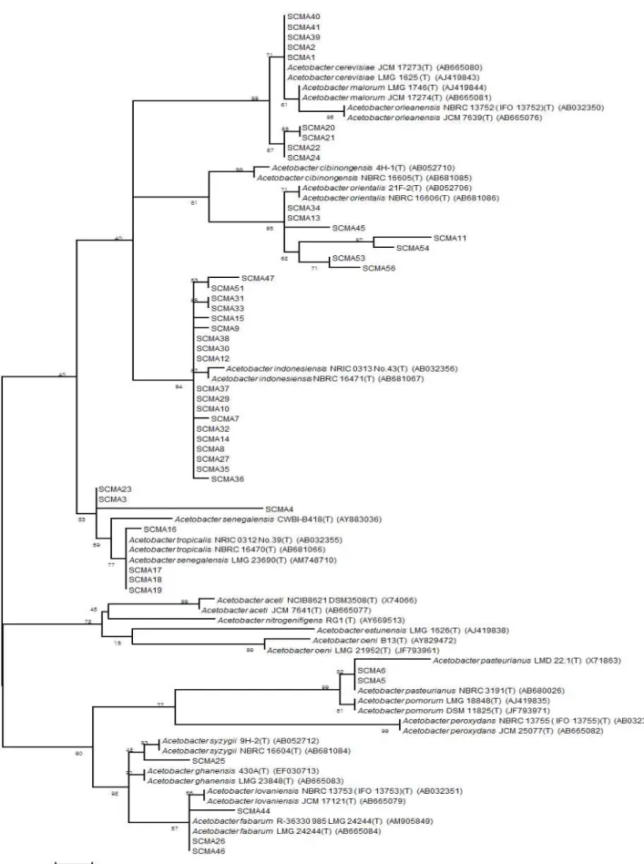 Fig. 4. Molecular phylogenetic analysis of the strains isolated from makgeolli and traditional vinegar through the maximum Likelihood method based on the 16S rRNA gene sequences.