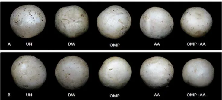 Fig. 5. Changes in appearance of Agaricus bisporus dipped by various solutions during storage at 15℃ after 9 days (A) and storage at 4℃ after 12 days (B).