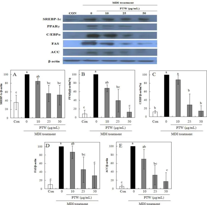 Fig. 4. Protein expression effects of P. tenuifolia water extract (PTW) on adipocyte differentiation in 3T3-L1 cells confirmed western blotting.