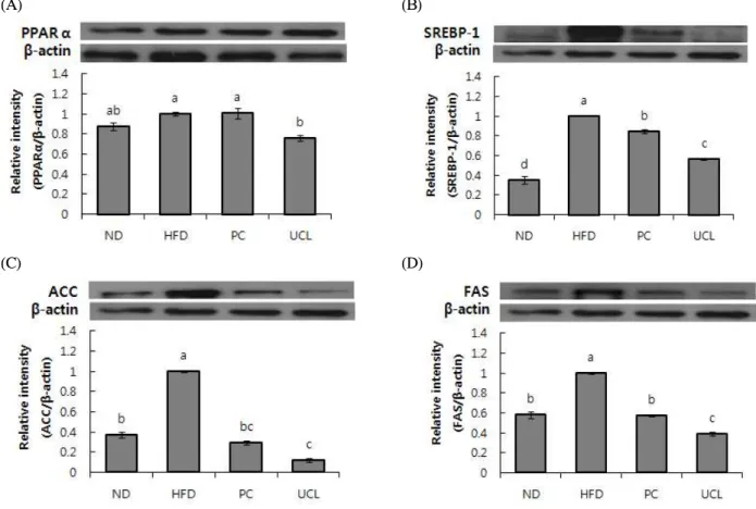 Fig. 1. Representative western blotting analysis of Coconopsis lanceolata extract in liver.