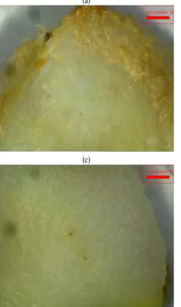 Fig. 5. Effect of washing method on minimally processed sliced Deodeok 's surface after 5 days at 10℃.