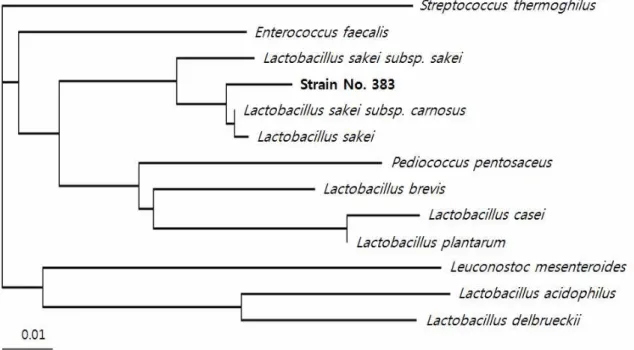 Fig. 2. Phylogenetic tree based on 16S rDNA sequence of strain No. 383 isolated from kimchi.