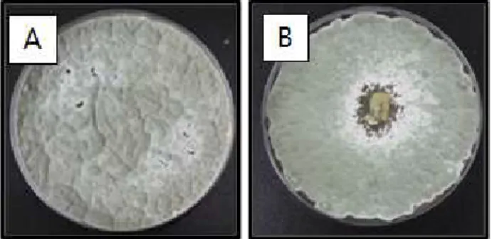 Fig. 2. Antifungal activity of reference lactic acid bacteria against FB. A): None treated, (B): Leuconostoc citreum KCTC3524, FB: