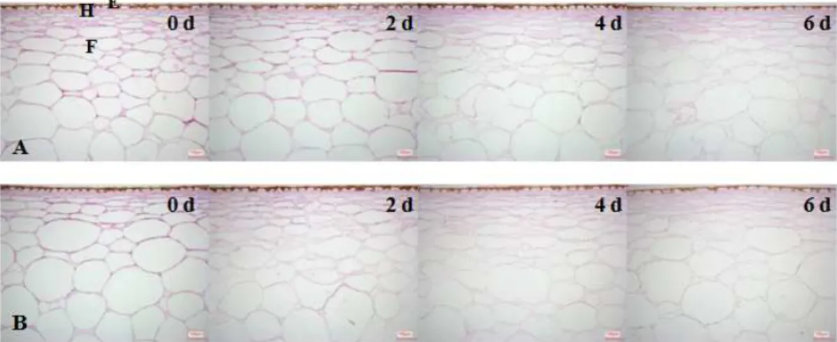 Fig. 3. Light microscopic images (×100) of transversal sections of red-ripe ‘Betatiny’ jujube-shaped cherry tomato fruits by stem maintenance (A) or removal stem (B) during storage at 20℃ for 6 days
