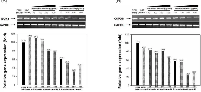 Fig. 2. Effect of cheonnyuncho extracts on gene expressions of NOX4 (A) and G6PDH (B) during adipogenesis of 3T3-L1 preadipocytes.