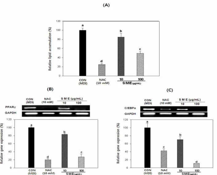 Fig. 2. Effect of Sargassum micracanthum extracts on lipid accumulation (A), mRNA expression of PPARγ (B) and C/EBPα (C) during adipogenesis of 3T3-L1 preadipocytes.