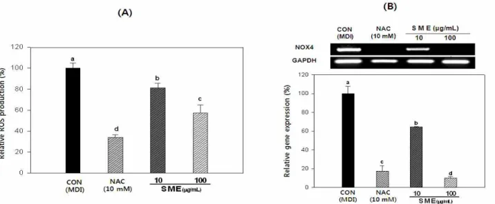 Fig. 3. Effect of Sargassum micracanthum extracts on ROS production (A) and mRNA expression NOX4 (B) during adipogenesis of 3T3-L1 preadipocytes.
