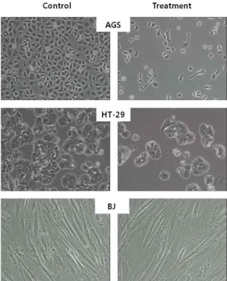 Fig. 2. Effects of methanol extracts from Doenjang prepared with various salts on cell viability.