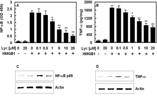 Fig. 3. Effect of lycopene on HMGB1-mediated NF-κB or TNF-α  expressions in HUVECs.