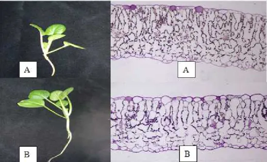 Fig. 1. Leaf appearance and light microscope photographs (×100) of tah tasai Chinese cabbage baby leaf tissue with mechanical stress (A) and control (B).