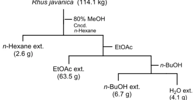 Fig. 1. Isolation scheme for antibacterial substances from Rhus javanica .