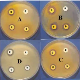 Fig. 1. Inhibitory effect of Paeonia lactiflora Pall. extract at different concentrations on the growth of microorganisms.