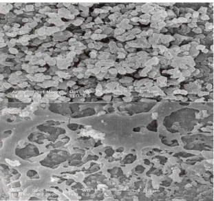 Fig. 6. The effect of Paeonia lactiflora Pall. extract on the membrane perturbation of Corynebacterium xerosis 