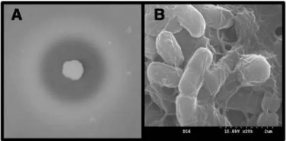 Fig. 1. Proteolytic activity of the isolate D14 on the skim milk agar plate (A) and its cell morphology observed on a scanning electron microscope (B).