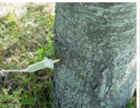 Fig. 1. Selenium solution was applied into the tree trunk with a injector. 과피색 조사 과실의 과피색은 색차계에 의해 L, a, b값으로 나타냈는 데, L값은 과실의 밝기를, a와 b값은 색상과 채도를 표시하 였다