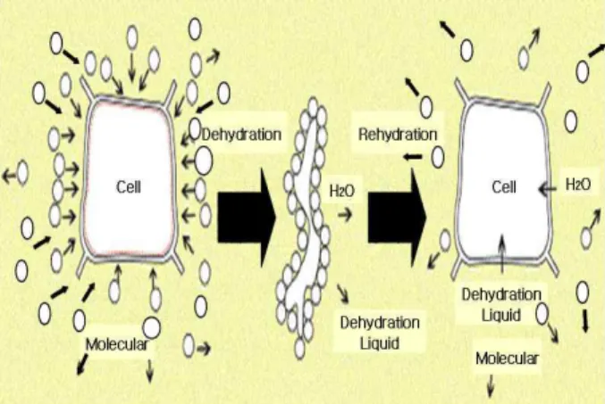 Fig 1. Schematic illustration of molecular press dehydration(MPD) and rehydration of green pepper single cell.