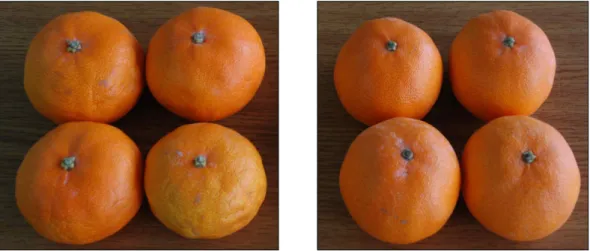 Fig. 2. Non-wrapped fruit (left) and 30 μm LDPE wrapped fruit (right) of ‘Setoka’ citrus after 3months of room temperature storage.