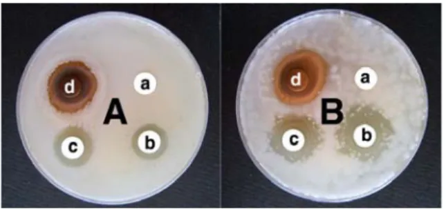 Fig.  2.  Comparison  of  inhibitory  zone  by  the  green  tea  extracts,  sodium  benzoate  and  potassium  sulfate  against  putrefactive  organisms.