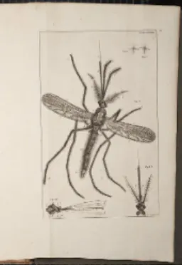 Fig.  2.  Copperplate  of  mosquito  published  in  1669  by  Plantin  Press 