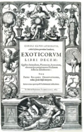 Fig.  8.  Botanical  picture  in  Exoticorum  Libri  Decem  drawn  by  Borcht