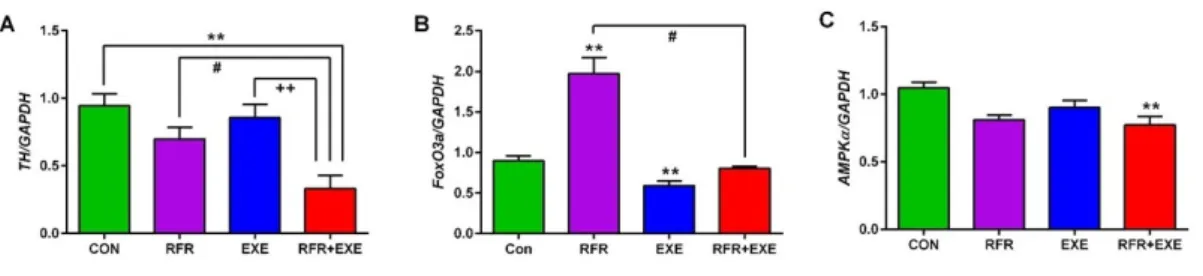 Fig. 2. Effect of RFR exposure and exercise on mRNA expression in striatum. Values are means ± SEM (n=4).CON: 
